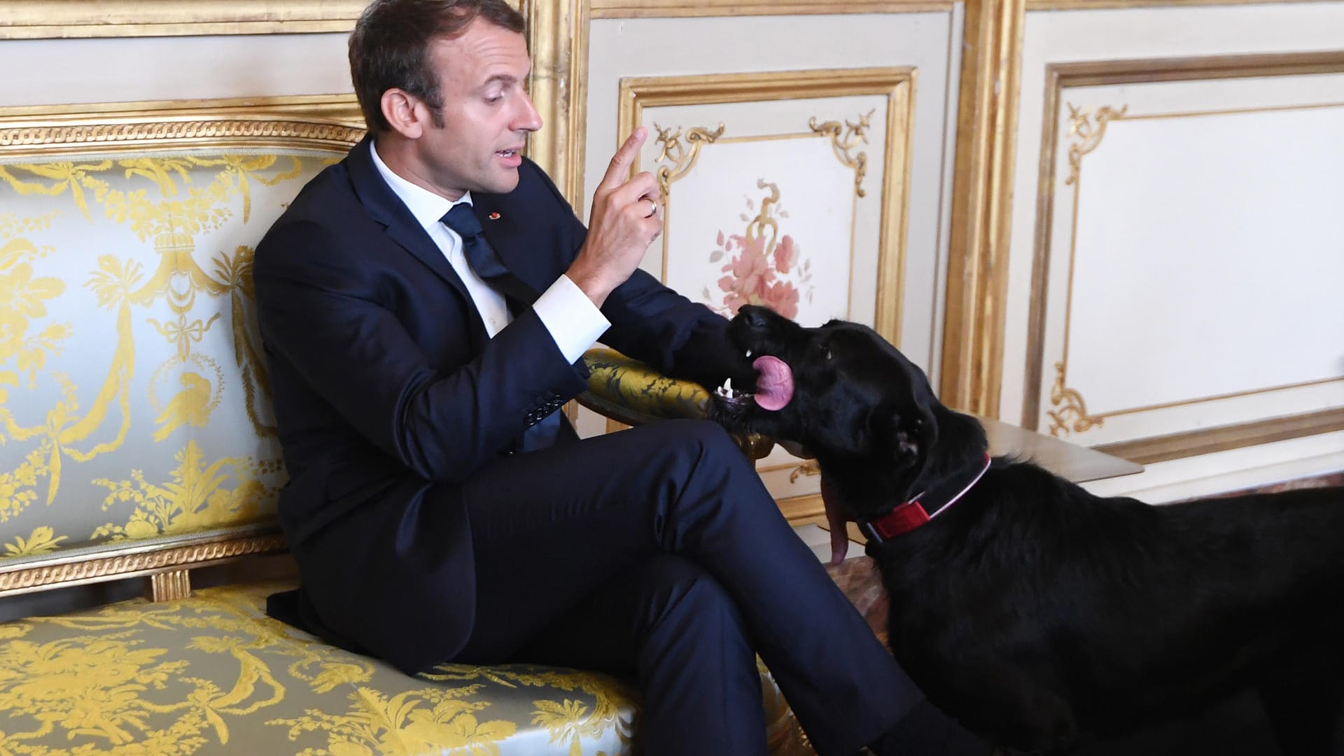 Der französische Präsident Emmanuel Macron streichelt im Elysee-Palast in Paris seinen Hund Nemo während eines Treffens mit Außenminister Gabriel.. Der französische Präsident Emmanuel Macron streichelt im Elysee-Palast in Paris seinen Hund Nemo während eines Treffens mit Außenminister Gabriel..