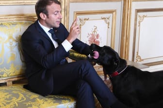 Der französische Präsident Emmanuel Macron streichelt im Elysee-Palast in Paris seinen Hund Nemo während eines Treffens mit Außenminister Gabriel..