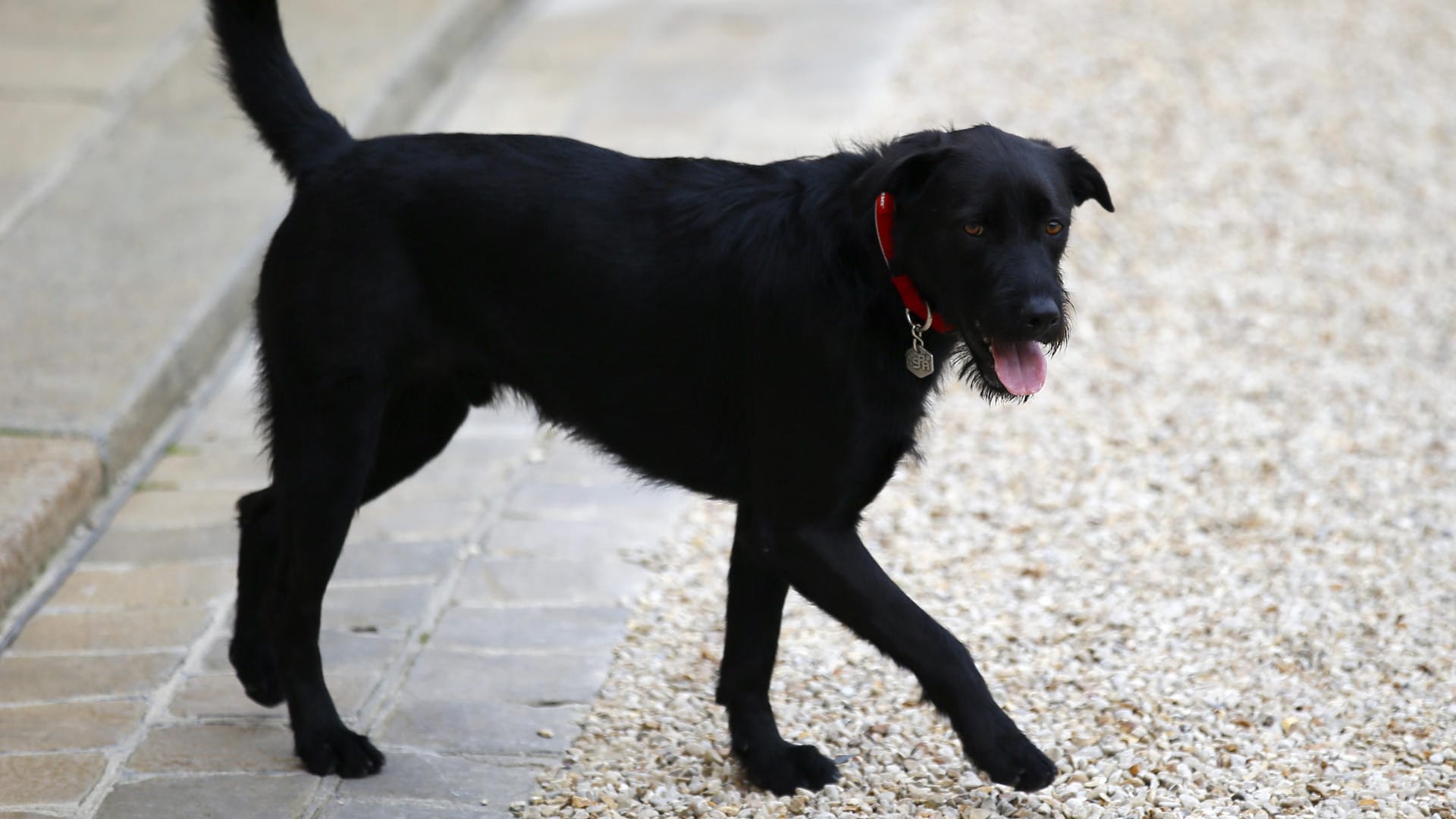 Der Hund des französischen Präsidenten Macron, Nemo, über den Platz des Elysee-Palastes in Paris (Frankreich), vor der Ankunft von Außenminister Gabriel.
