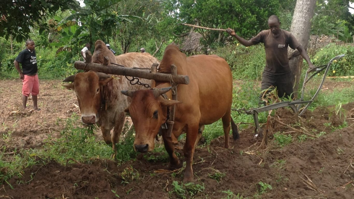 Ein Farmer in Kenia verwendet beim Pflügen neuartige Halsbänder mit dem Abwehrstoff des Wasserbocks
