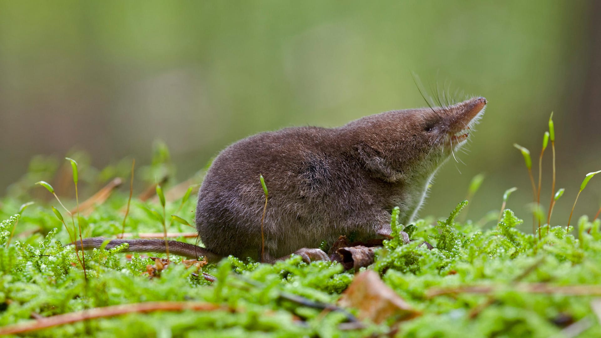 Der Energiebedarf einer Waldspitzmaus ist so hoch, dass sie verhungert, wenn sie zwei bis drei Stunden keine Nahrung findet.