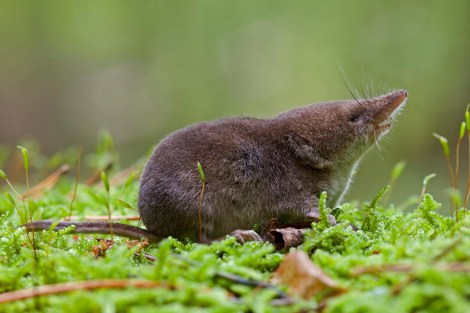 Der Energiebedarf einer Waldspitzmaus ist so hoch, dass sie verhungert, wenn sie zwei bis drei Stunden keine Nahrung findet.