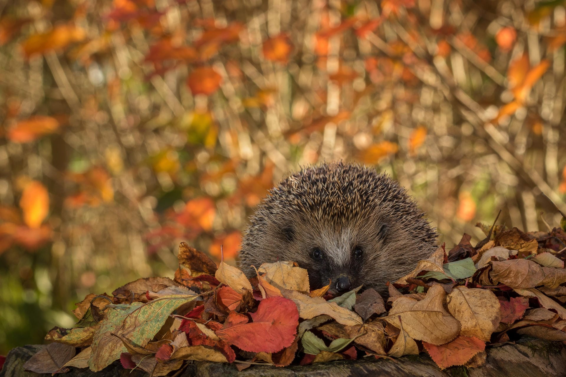 Auch Igel überbrücken den Winter, indem sie Winterschlaf halten.