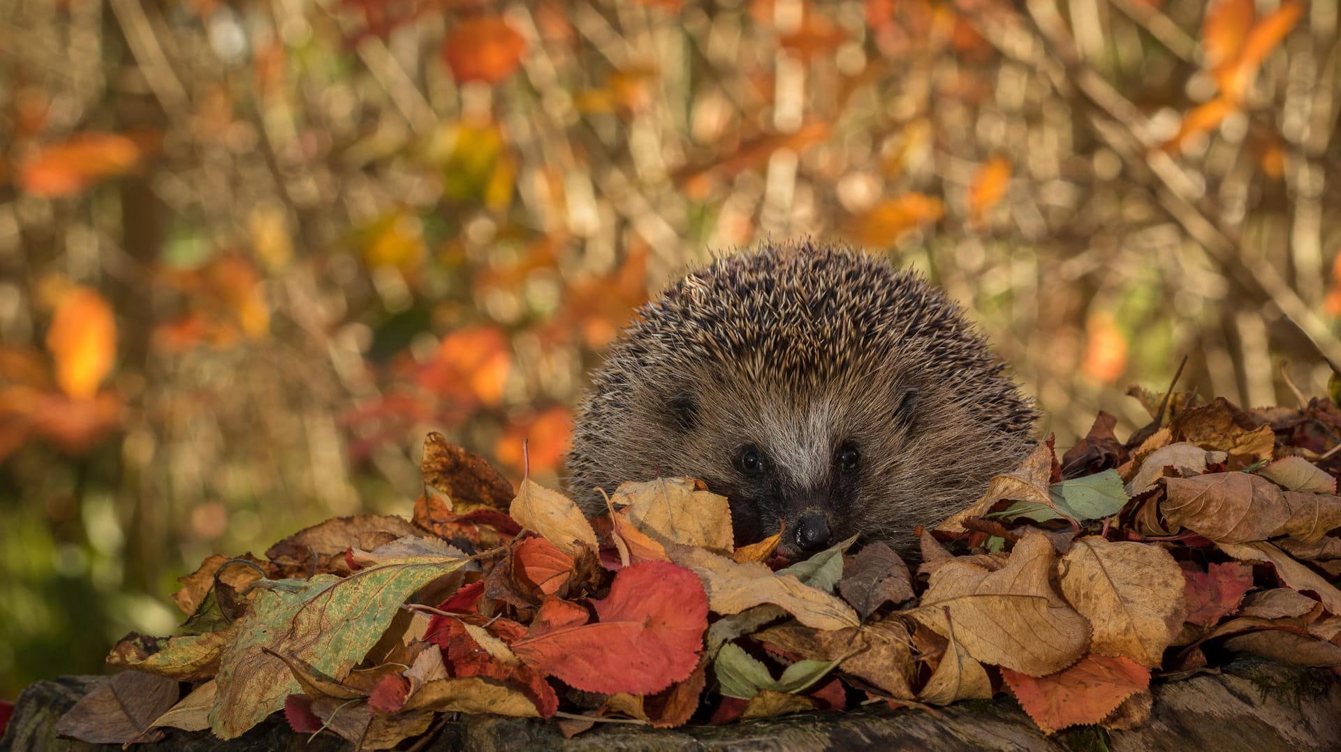 Auch Igel überbrücken den Winter, indem sie Winterschlaf halten.