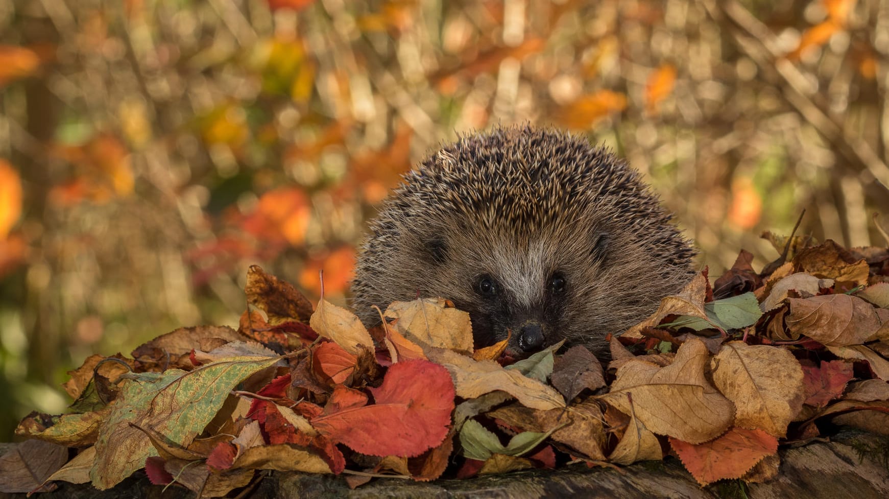 Auch Igel überbrücken den Winter, indem sie Winterschlaf halten.