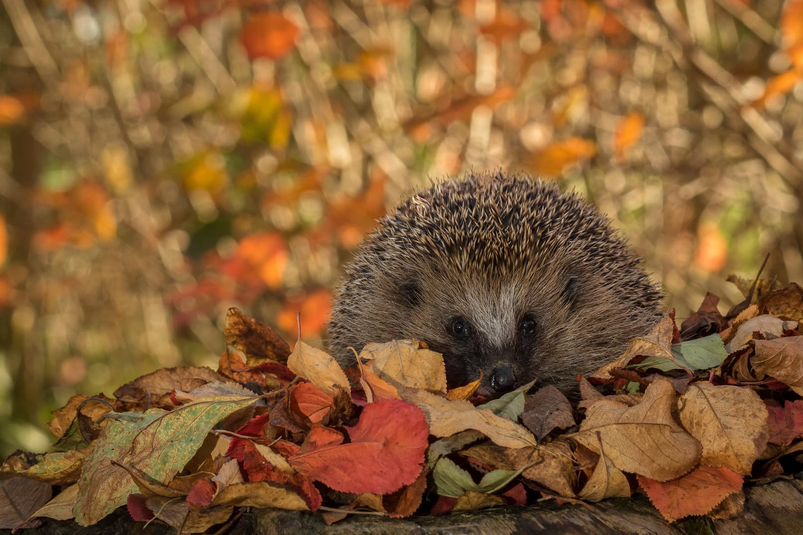 Auch Igel überbrücken den Winter, indem sie Winterschlaf halten.