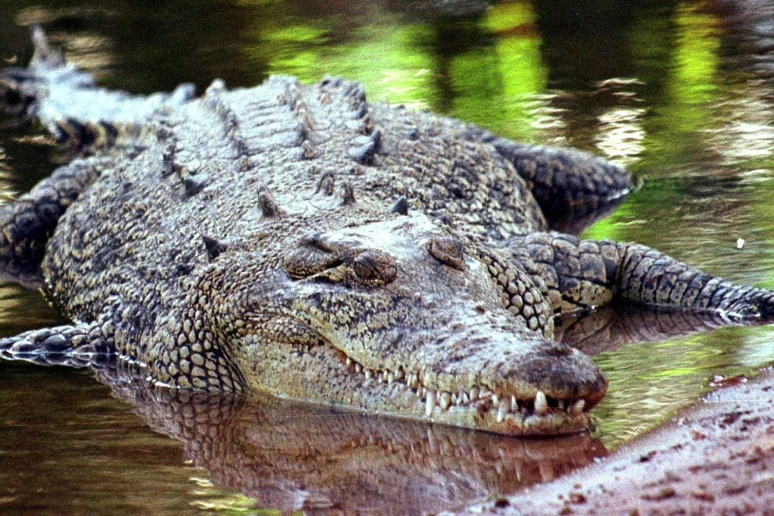 Salzwasserkrokodil am Ufer