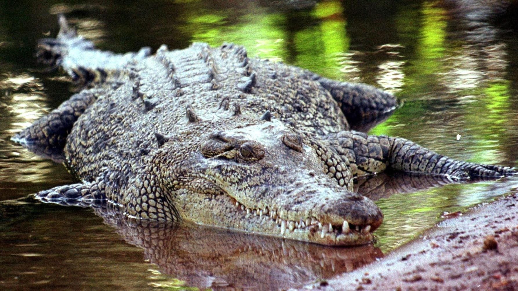 Salzwasserkrokodil am Ufer Salzwasserkrokodil am Ufer