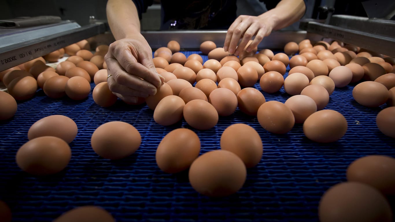 Deutschland und Belgien blockieren die Aufklärung über den Eier-Skandal.