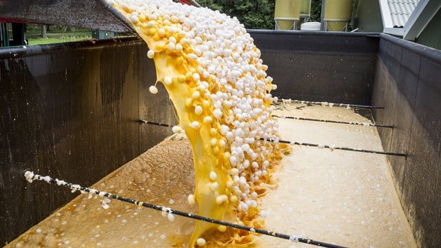 Im Auftrag der niederländischen Lebensmittelkontrollbehörde NVWA wurden rund eine Million Eier aus einer Geflügelfarm in Onstwedde vernichtet, weil sie mit dem Insektizid Fipronil verseucht waren.