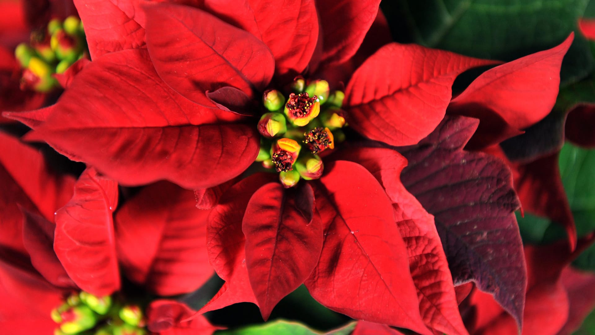 Welche Blütenfarbe hat der Weihnachtsstern?