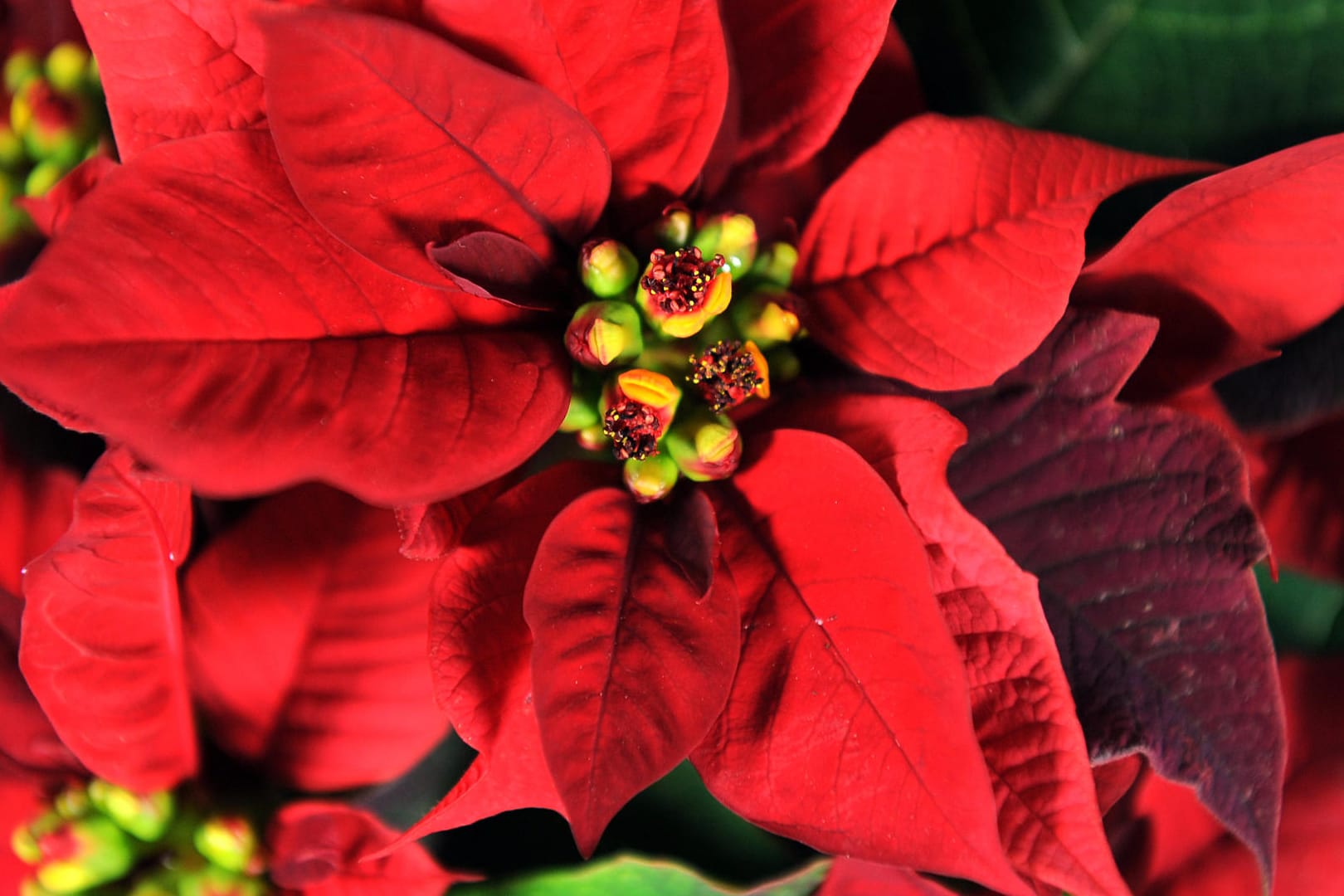 Welche Blütenfarbe hat der Weihnachtsstern?