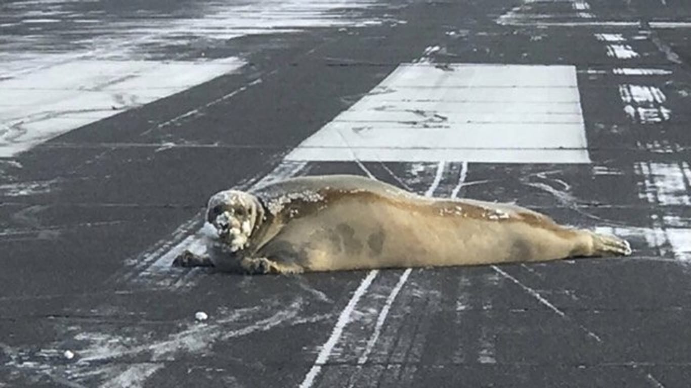 Eine Robbe blockiert die Landebahn des Flughafens von Utqiagvik.