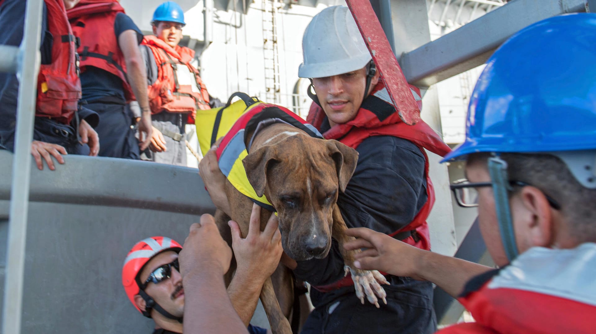 Der US-Marine zufolge, seien sowohl die beiden Seglerinnen als auch ihre Hunde wohlauf.