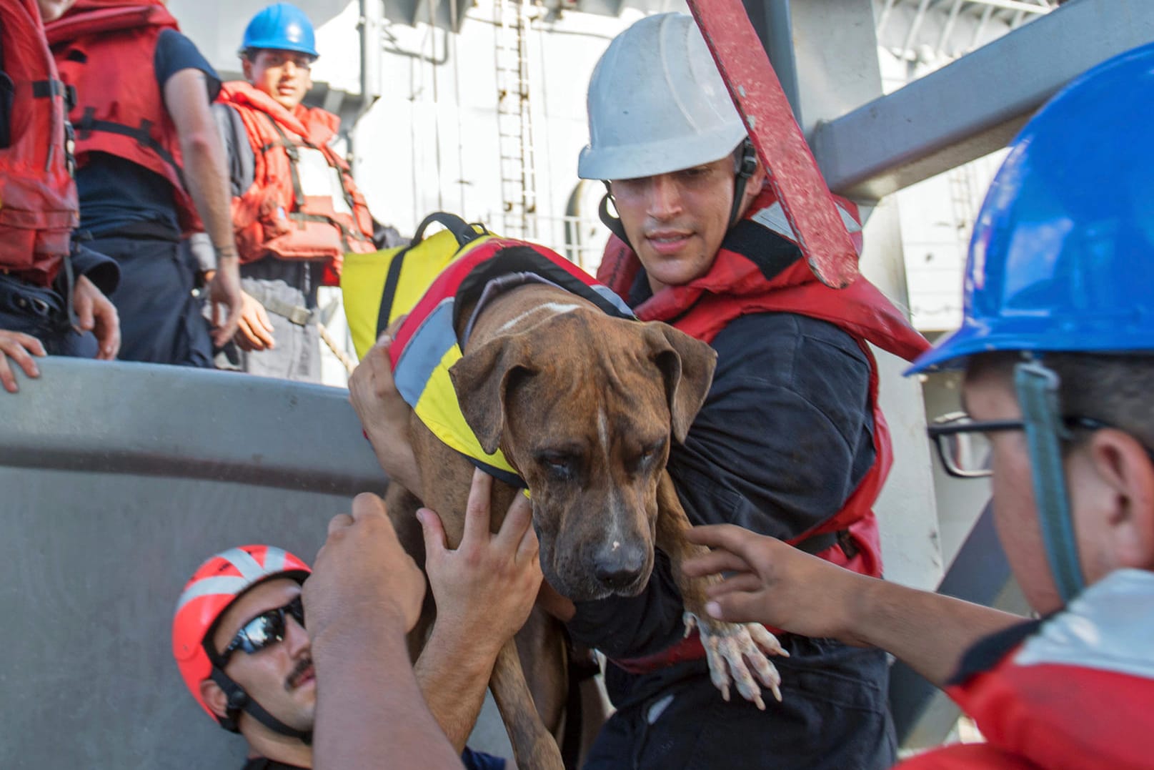 Der US-Marine zufolge, seien sowohl die beiden Seglerinnen als auch ihre Hunde wohlauf.