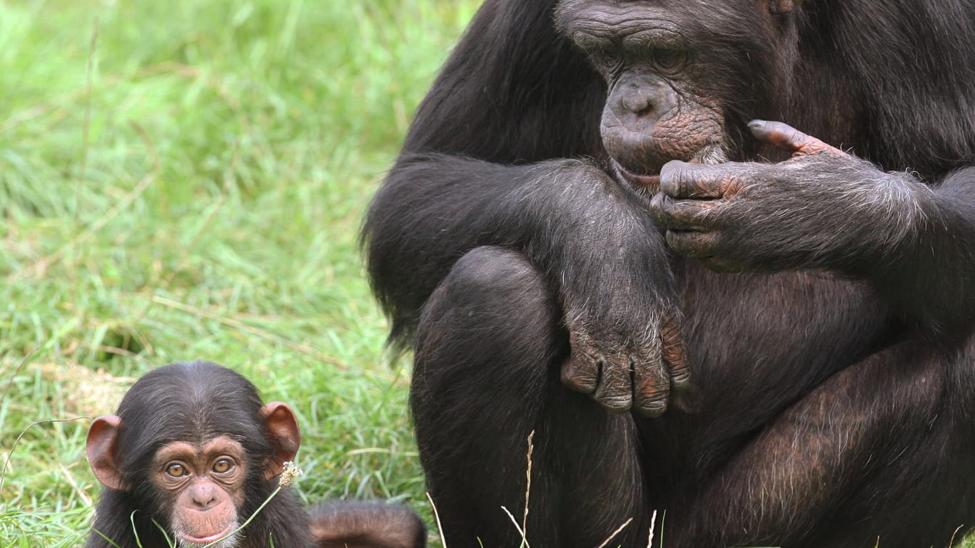 Auch Schimpansen sollen künftig mehr Schutz genießen.