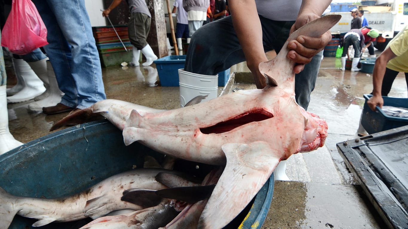 Ein philippinischer Fischer entfernt die Finne von einem Blauhai.