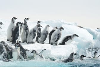 "Die Reise der Pinguine 2" ist mit weniger Pathos inszeniert.