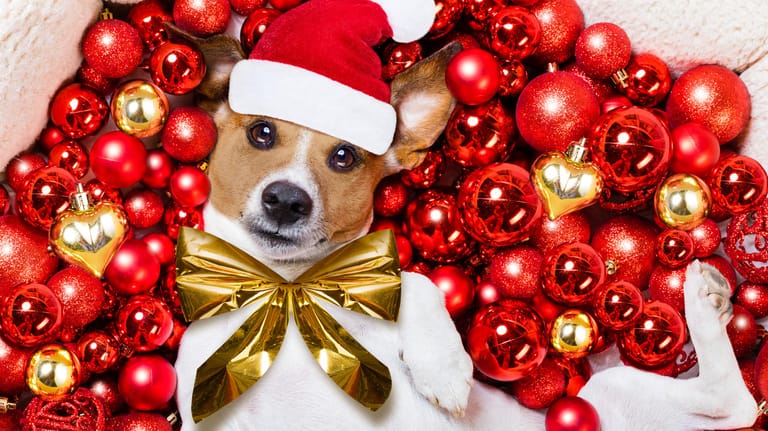 Hund im Weihnachtslook: Auch Tieren können Sie mit einem Adventskalender eine Freude machen.