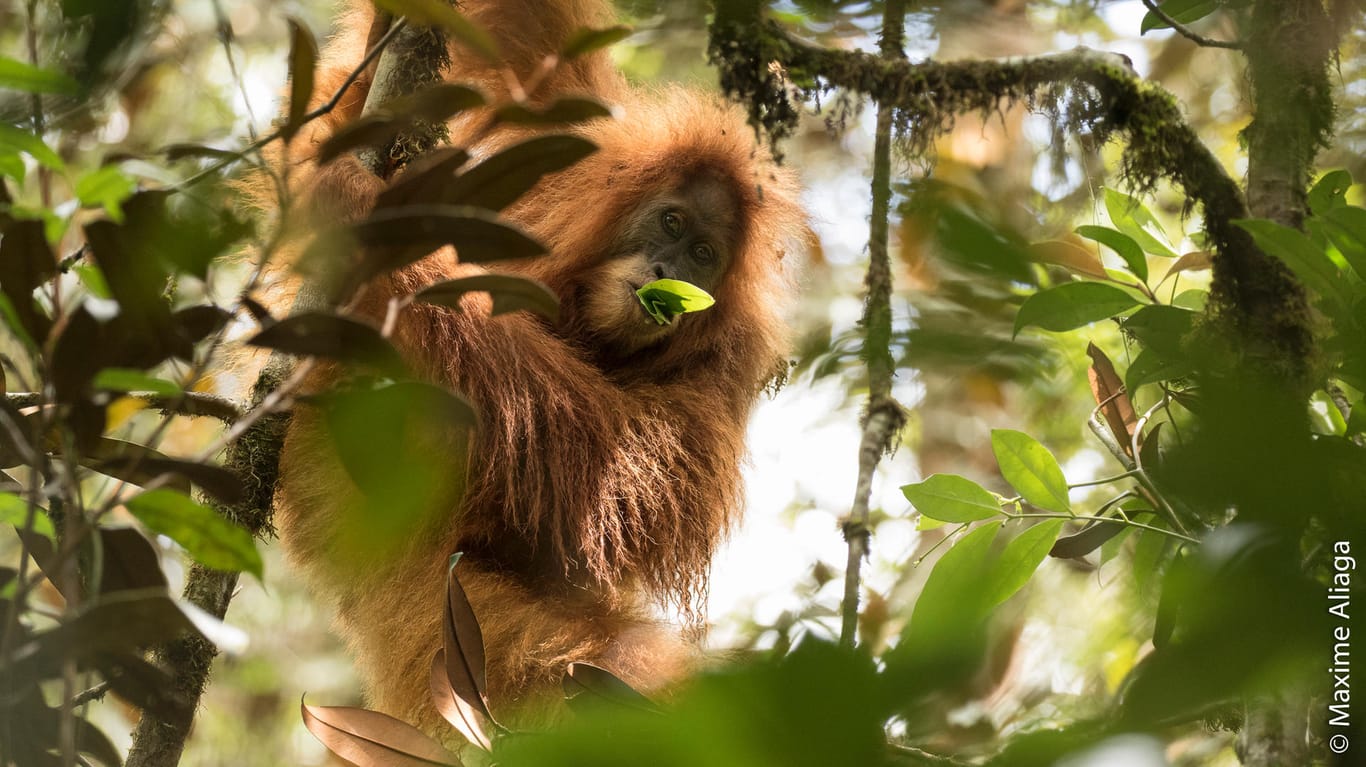 So sieht ein Tier der neu entdeckten Orang-Utan-Art Pongo tapanuliensis aus.
