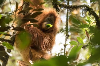 So sieht ein Tier der neu entdeckten Orang-Utan-Art Pongo tapanuliensis aus.