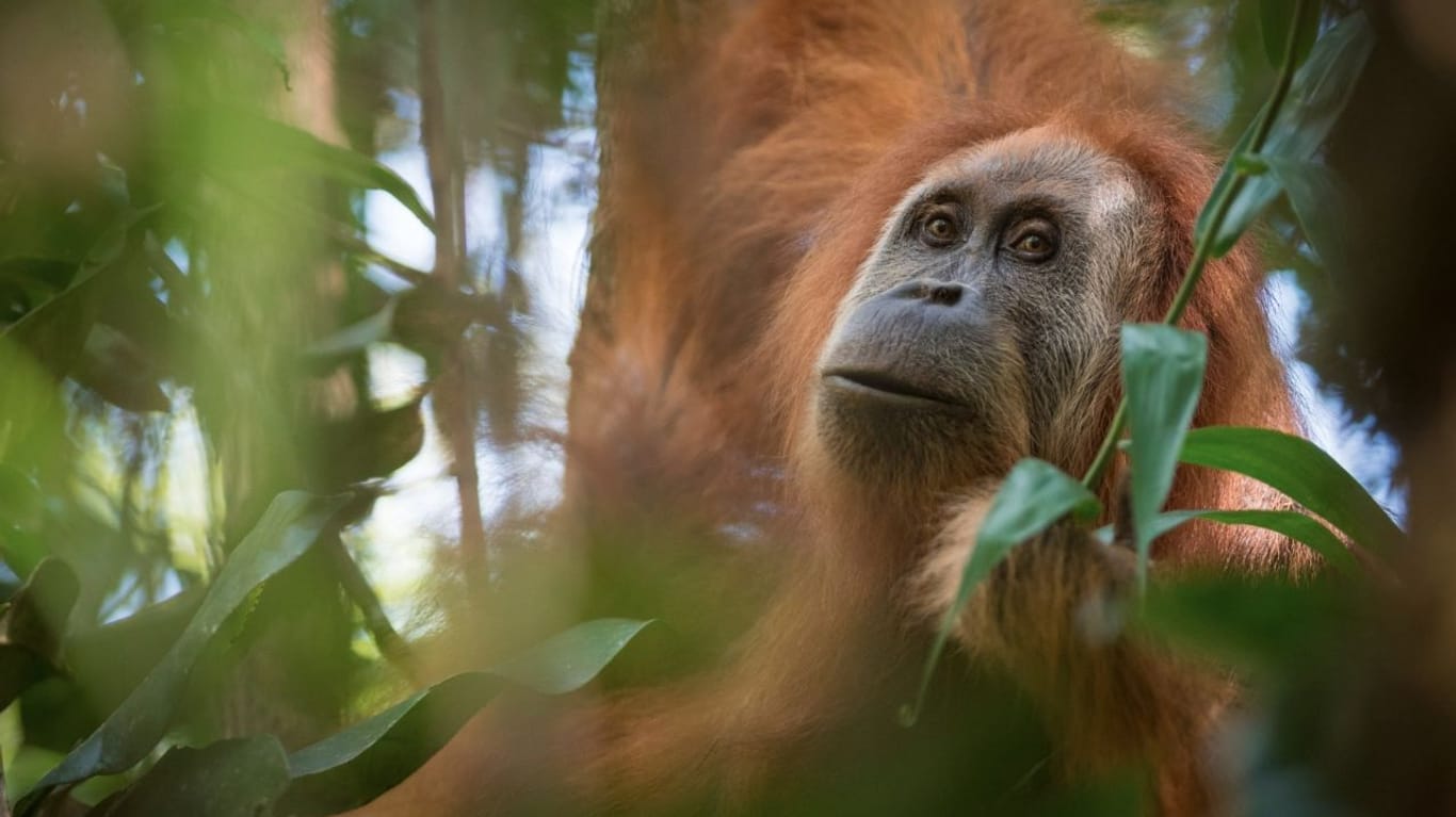 Vor allem durch Jagd ist die neu entdeckte Orang-Utan-Art bedroht.