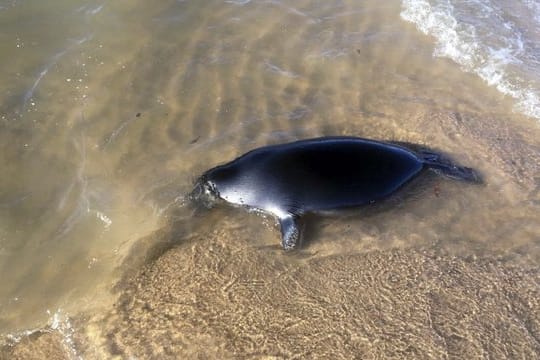 Die Baikalrobbe ist eine der wenigen Robbenarten, die im Süßwasser leben.