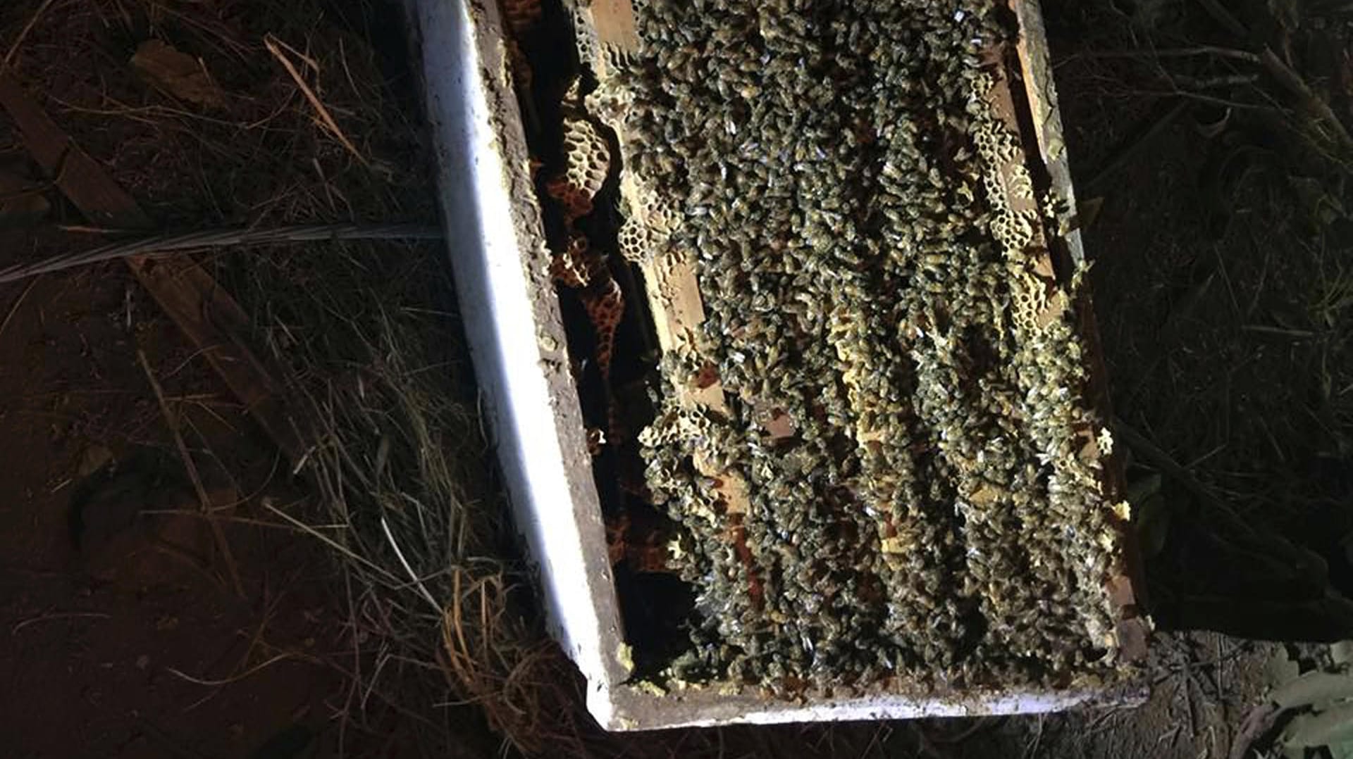 Die Insekten wurden nach dem Unfall mit Seife versetztem Wasser besprüht.