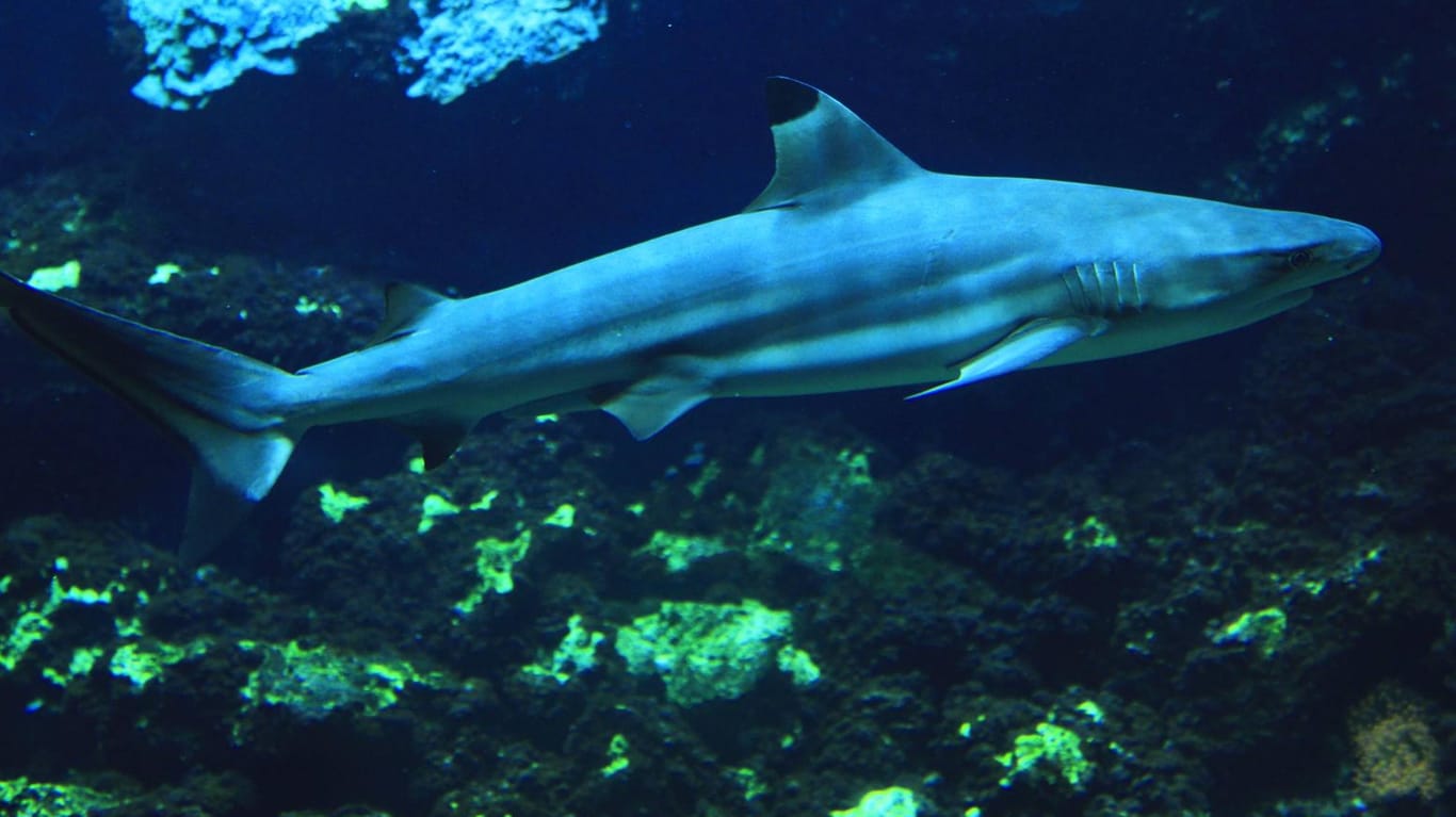 Die Haie hätten eine große Rolle im Bereich der Zoo- und Museumspädagogik gespielt. (Symbolbild)