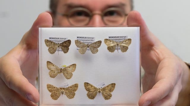 Der Biologe Sven Erlacher zeigt seine neu endeckten, präparierten Falter.