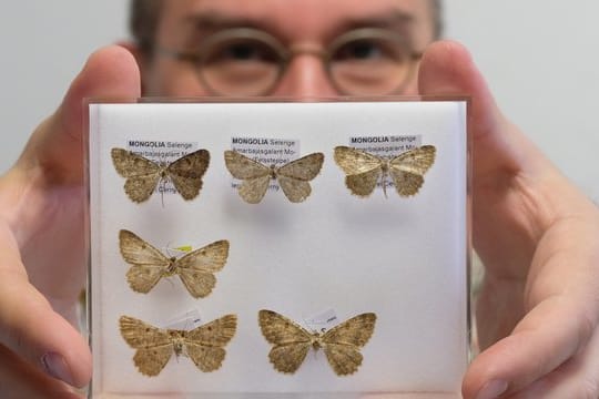 Der Biologe Sven Erlacher zeigt seine neu endeckten, präparierten Falter.