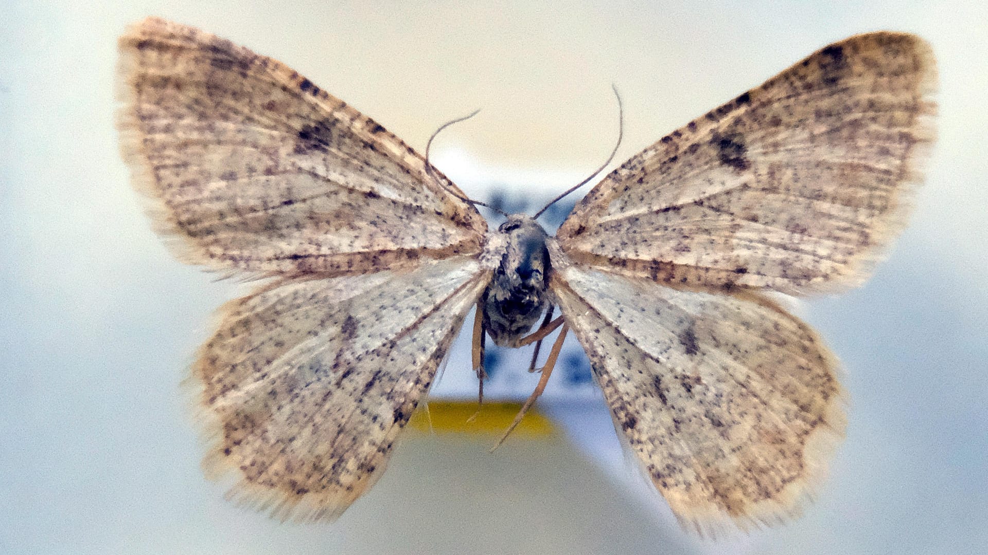 Ein präpariertes Weibchen des Peloponnesischen Steinspanners (Charissa peloponnesiaria). Sven Erlacher hat diese neue Schmetterlingsart entdeckt.