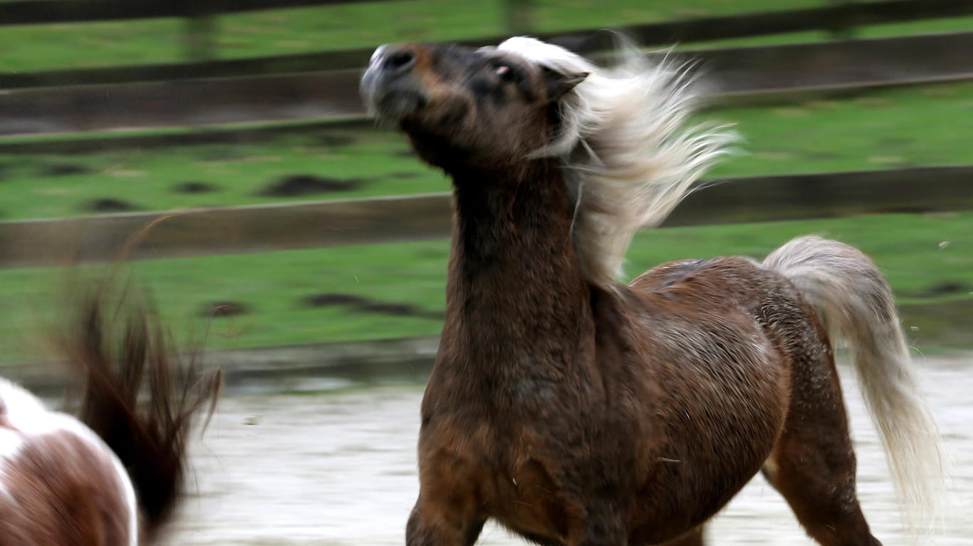 Ob das Mädchen das Pony allein oder in Begleitung zur Weide führte, ist noch unklar. (Symbolbild)
