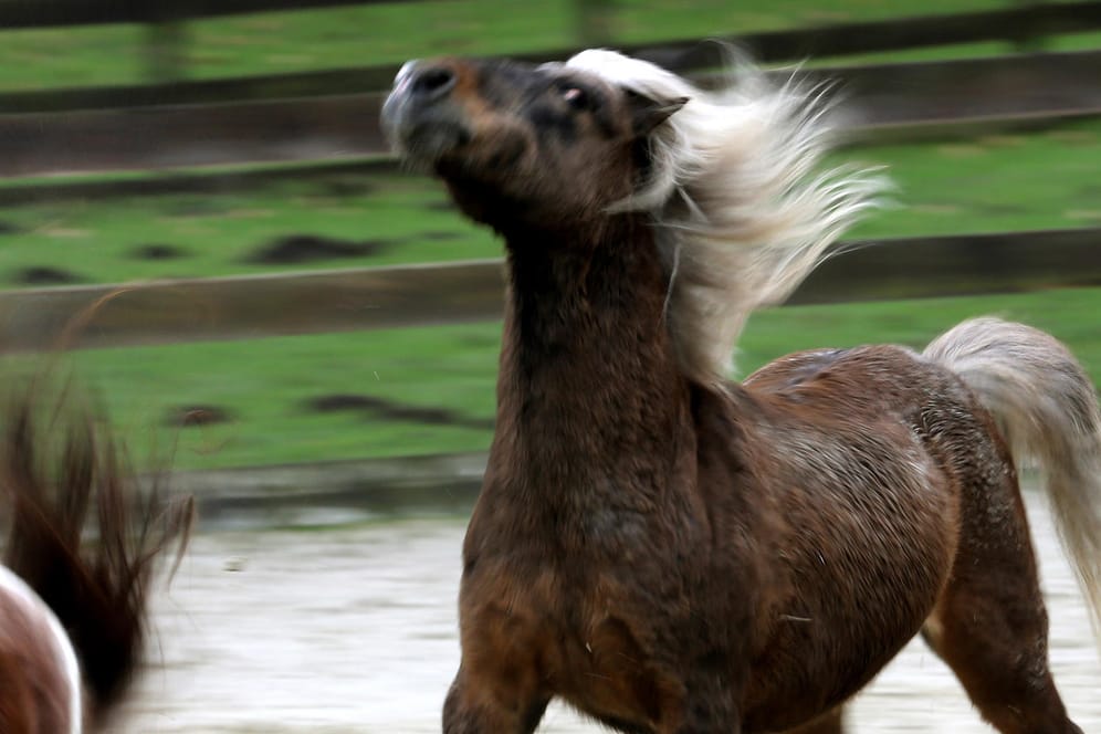 Ob das Mädchen das Pony allein oder in Begleitung zur Weide führte, ist noch unklar. (Symbolbild)