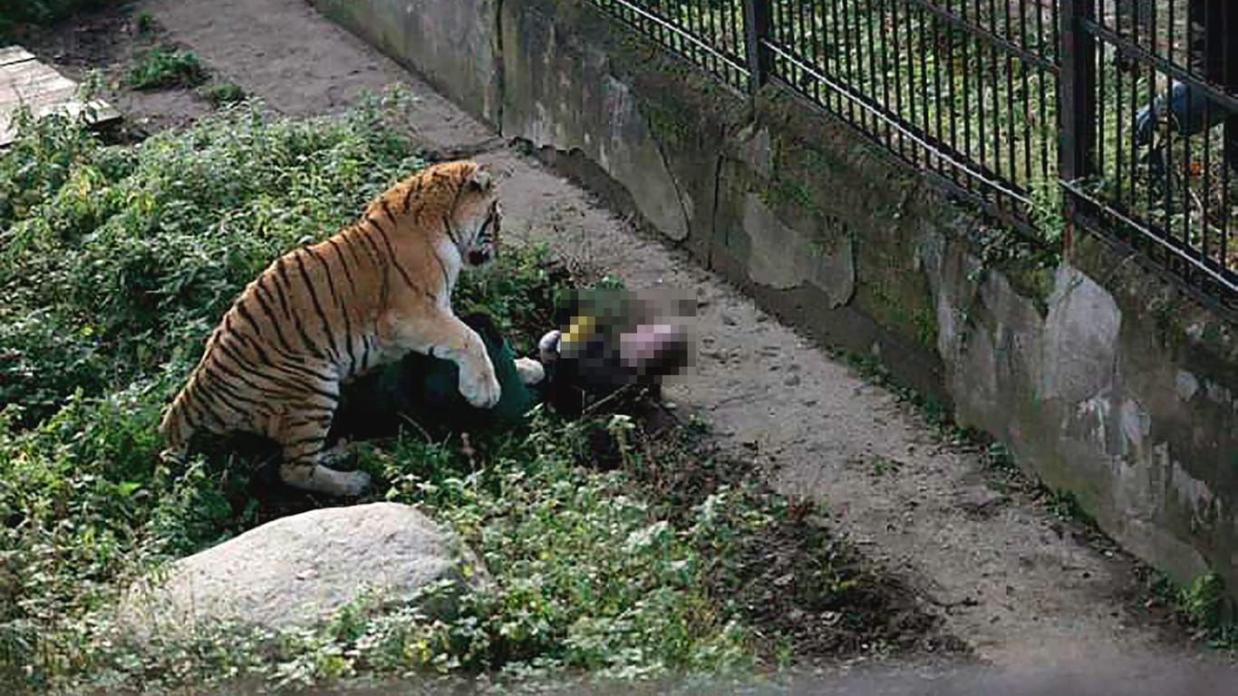 Tierpflegerin wird von sibirischem Tiger angegriffen
