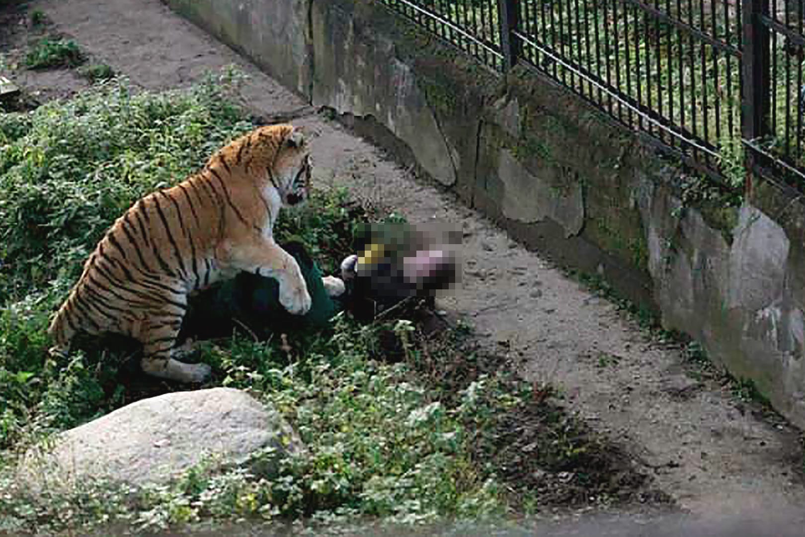 Tierpflegerin wird von sibirischem Tiger angegriffen