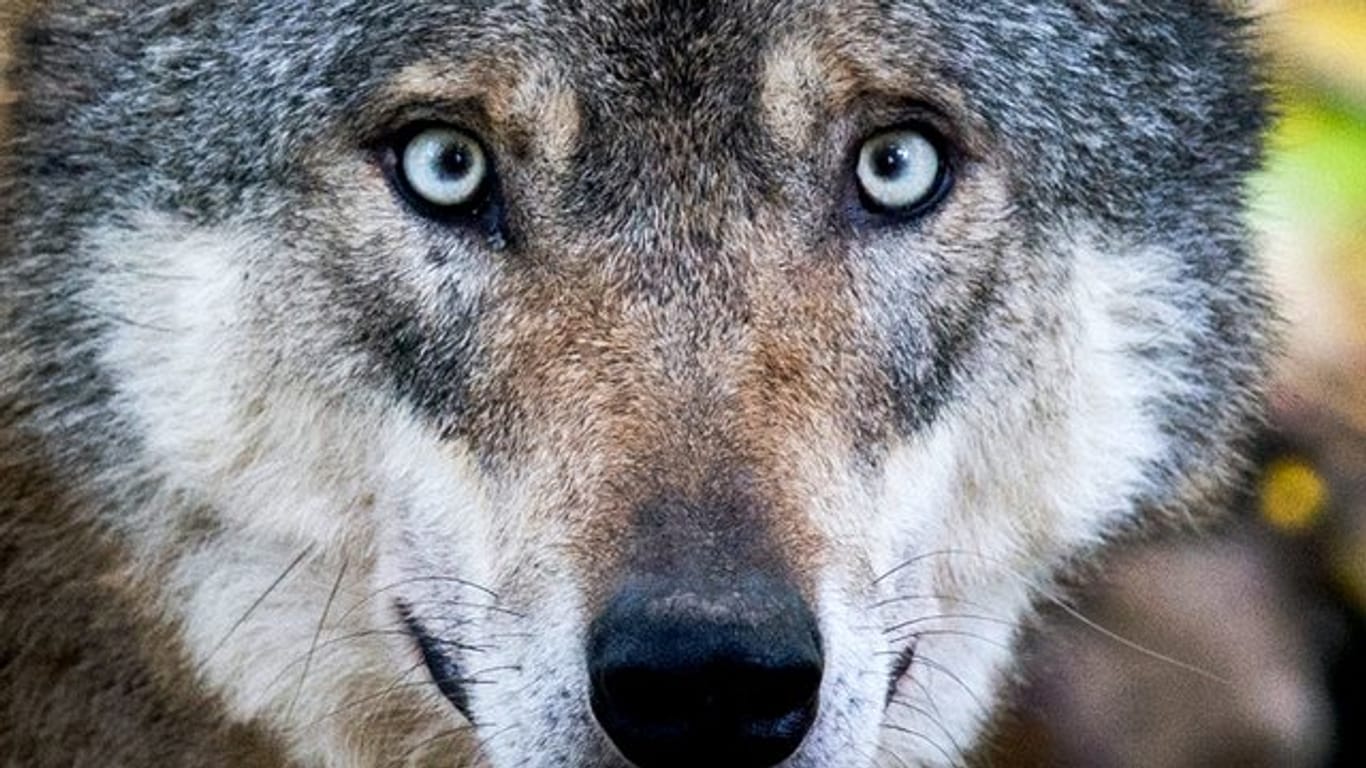 Für den Deutschen Jagdverband ist die Herangehensweise des amtlichen Naturschutzes beim Thema Wolf "naiv".