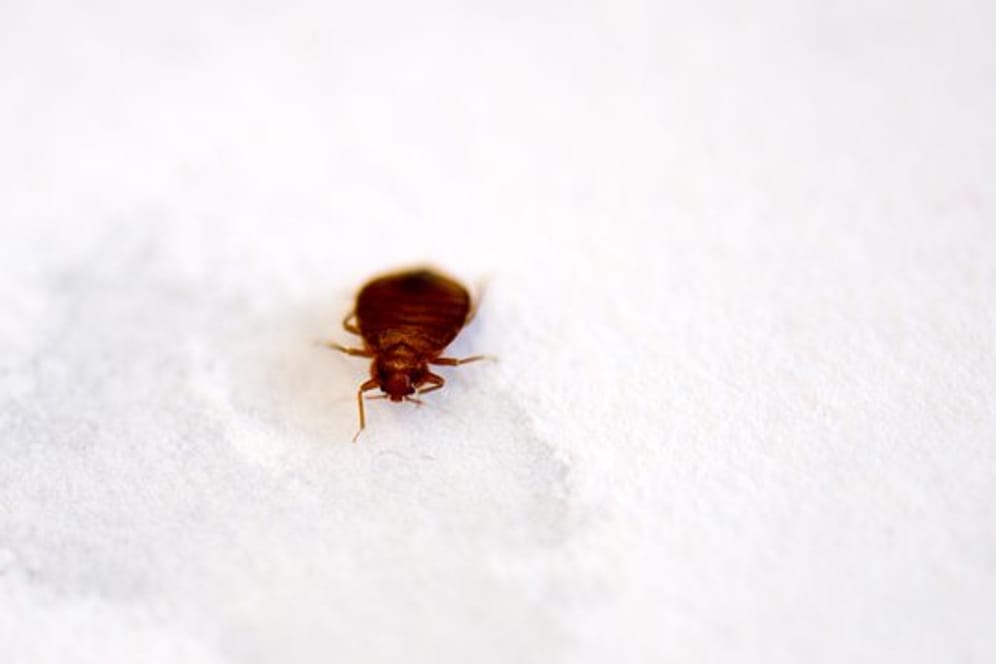 Egal ob sauber oder unordentlich, Insekten sind in fast jedem Haushalt vorhanden.