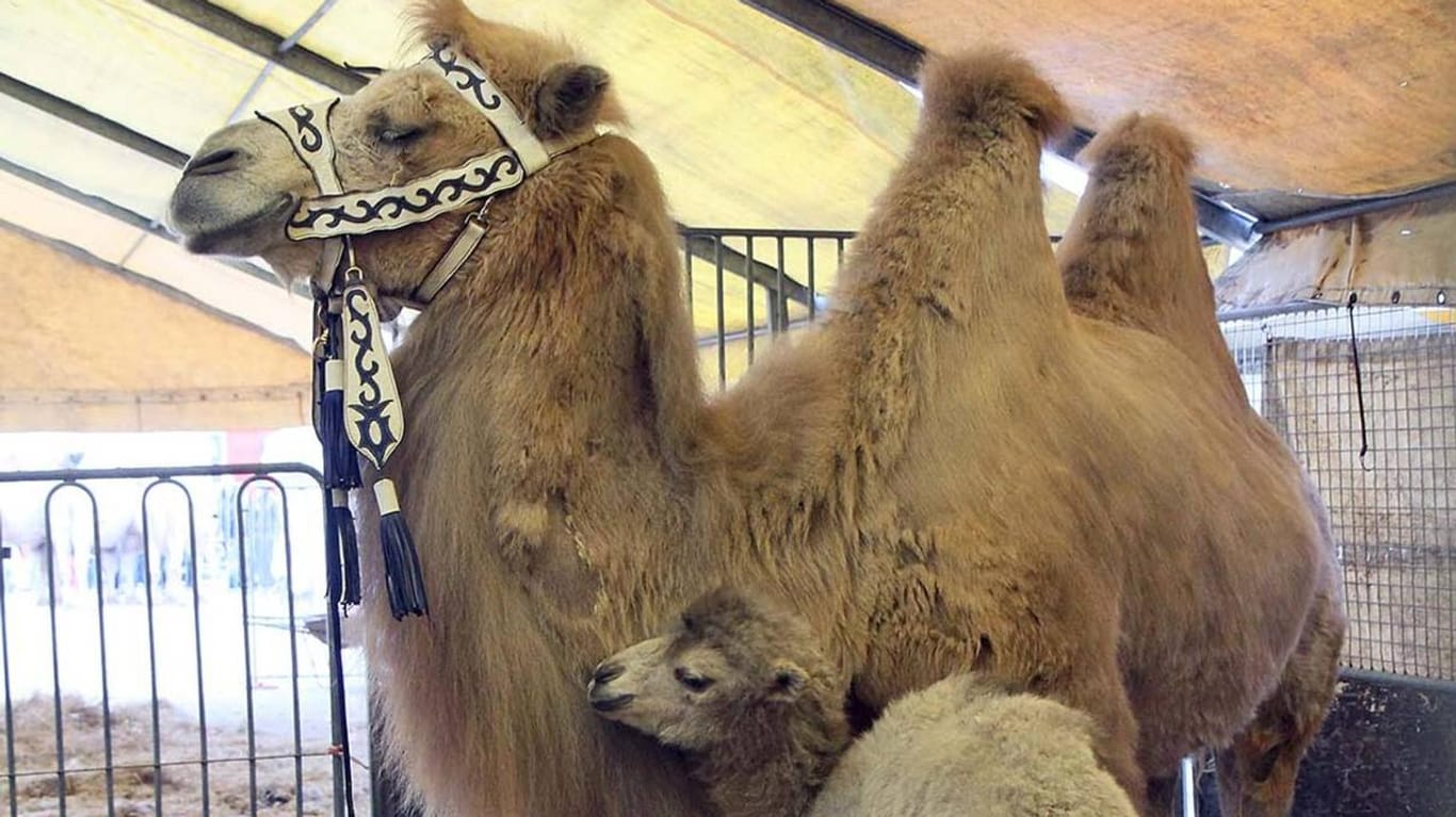 Muss demnächst nicht mehr in die Manege: Kamel mit Nachwuchs in einem italienischem Zirkus.