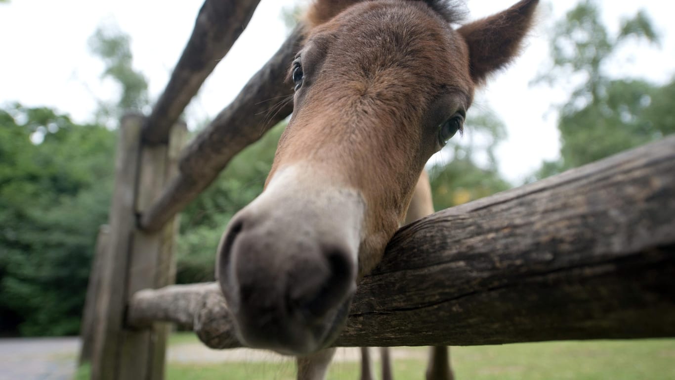Ein Exmoor-Pony im Zoo Hannover (Symbolbild).