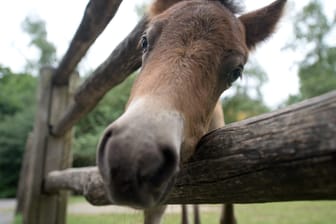 Ein Exmoor-Pony im Zoo Hannover (Symbolbild).