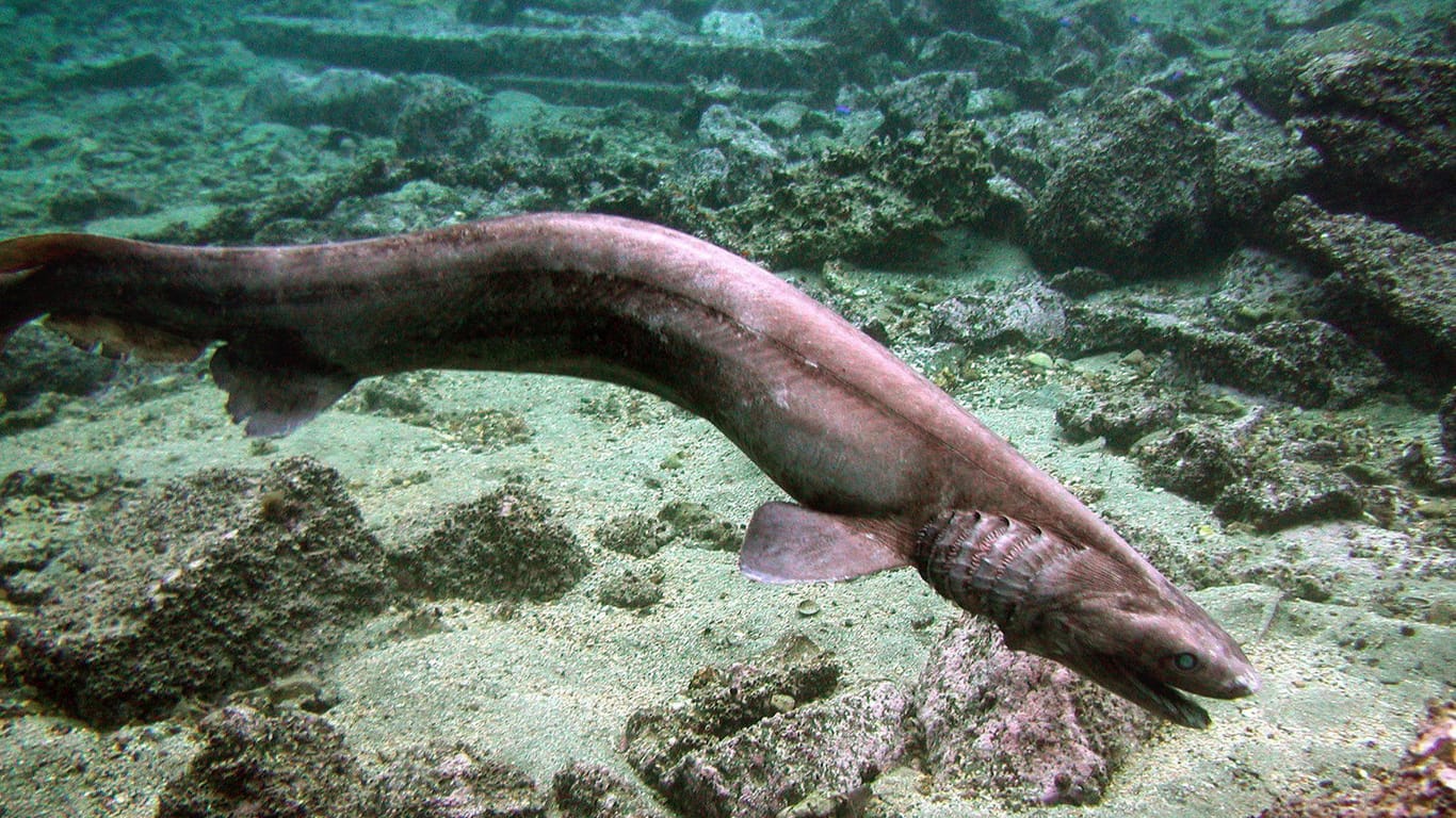 Die Kreatur gleicht dem selten vorkommenden Kragenhai. (Symbolbild)
