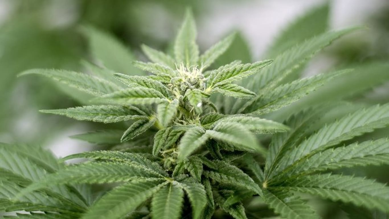 Die Mehrheit der Bundesbürger spricht ist laut Umfrage gegen die Legalisierung von Cannabis.
