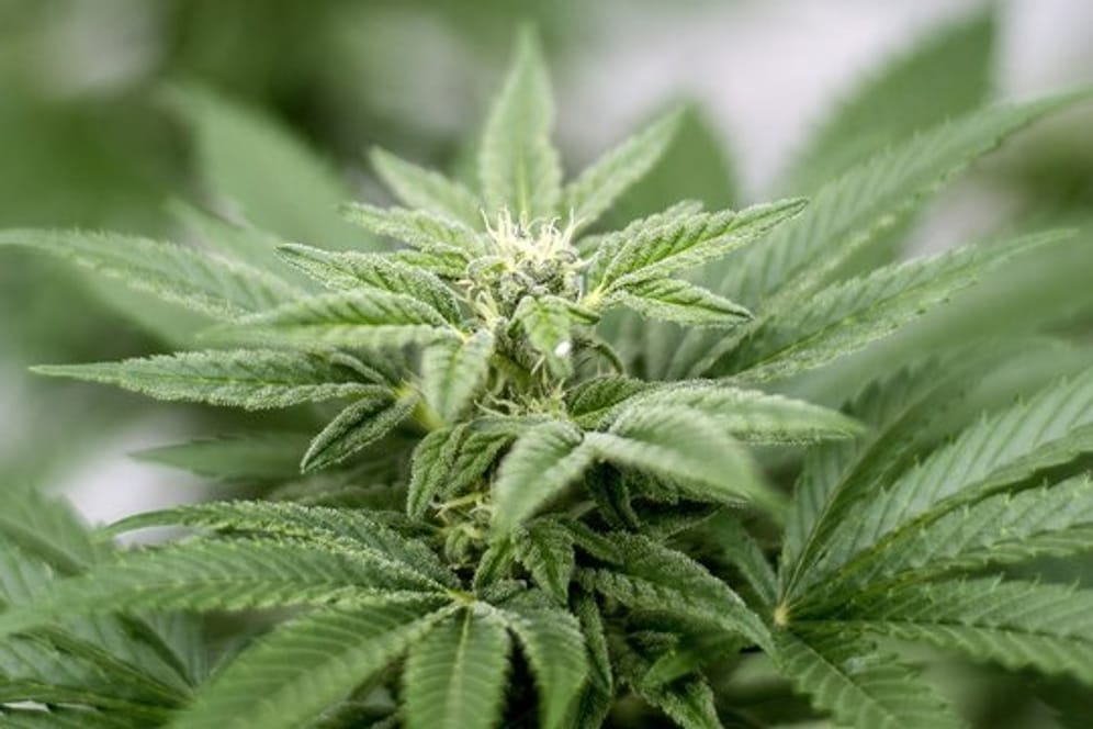 Die Mehrheit der Bundesbürger spricht ist laut Umfrage gegen die Legalisierung von Cannabis.