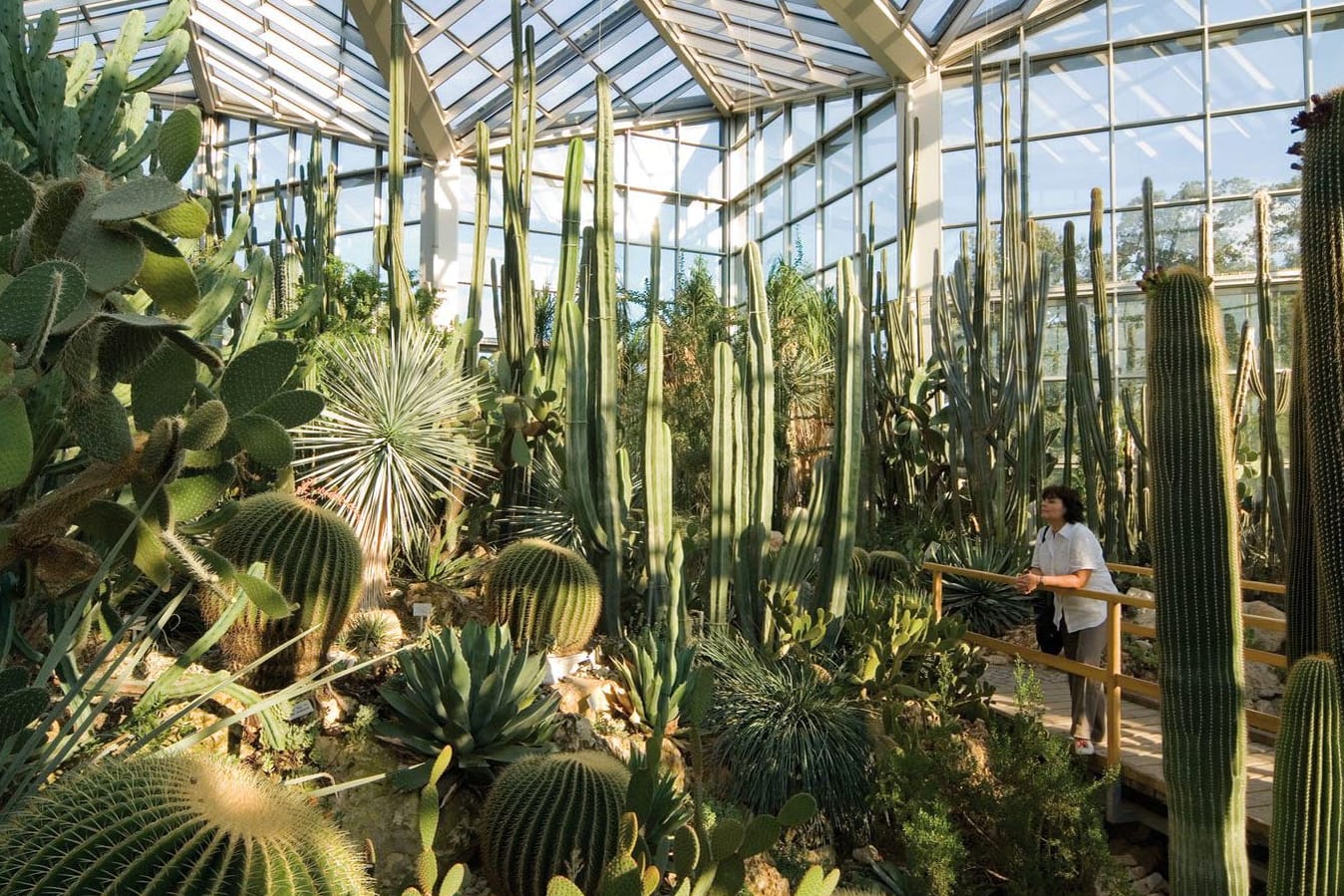 Der Palmengarten in Frankfurt: hier gibt es sogar einen Wasserfall zu bestaunen.