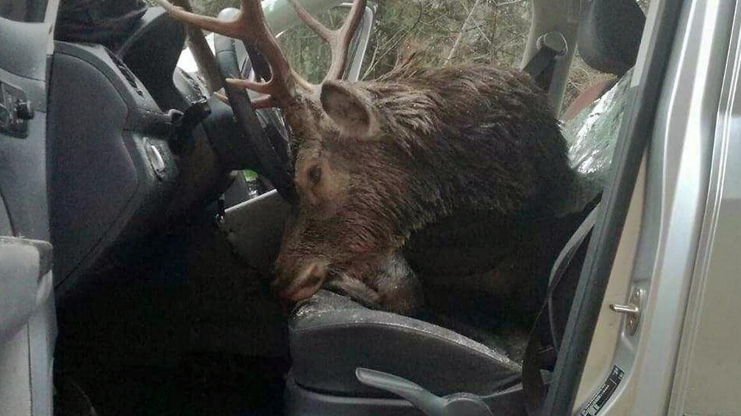 Der Hirsch war auf die Fahrbahn gelaufen und hatte die Windschutzscheibe durchschlagen. Der 47-jährige Fahrer und sein 15-jähriger Sohn aus Bayern wurden bei dem Unfall nahe der deutsch-österreichischen Grenze schwer verletzt. Der Hirsch war auf die Fahrbahn gelaufen und hatte die Windschutzscheibe durchschlagen. Der 47-jährige Fahrer und sein 15-jähriger Sohn aus Bayern wurden bei dem Unfall nahe der deutsch-österreichischen Grenze schwer verletzt.