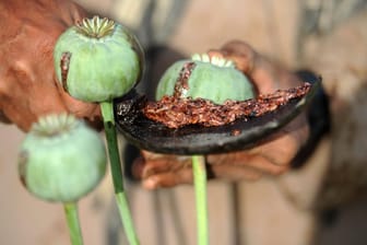 Ein afghanischer Bauer erntet Rohopium in einem Mohnfeld bei Dschalalabad (Afghanistan). Rohopium ist die Basis für die Herstellung von Heroin.
