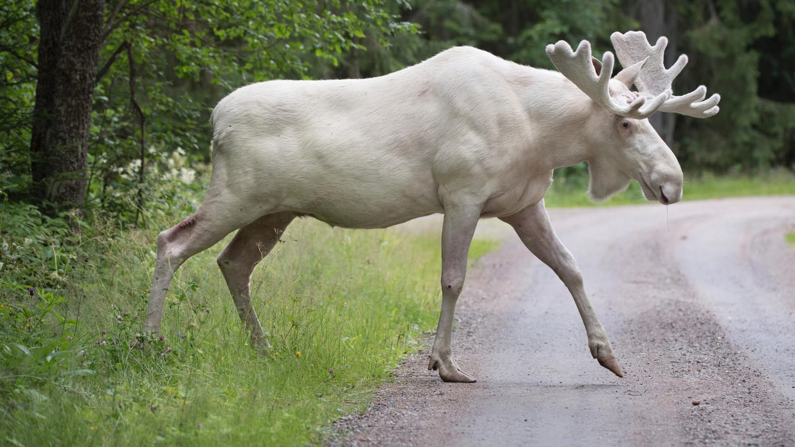 Weißer Elch: Große Aufregung in Schweden.