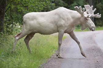 Weißer Elch: Große Aufregung in Schweden.