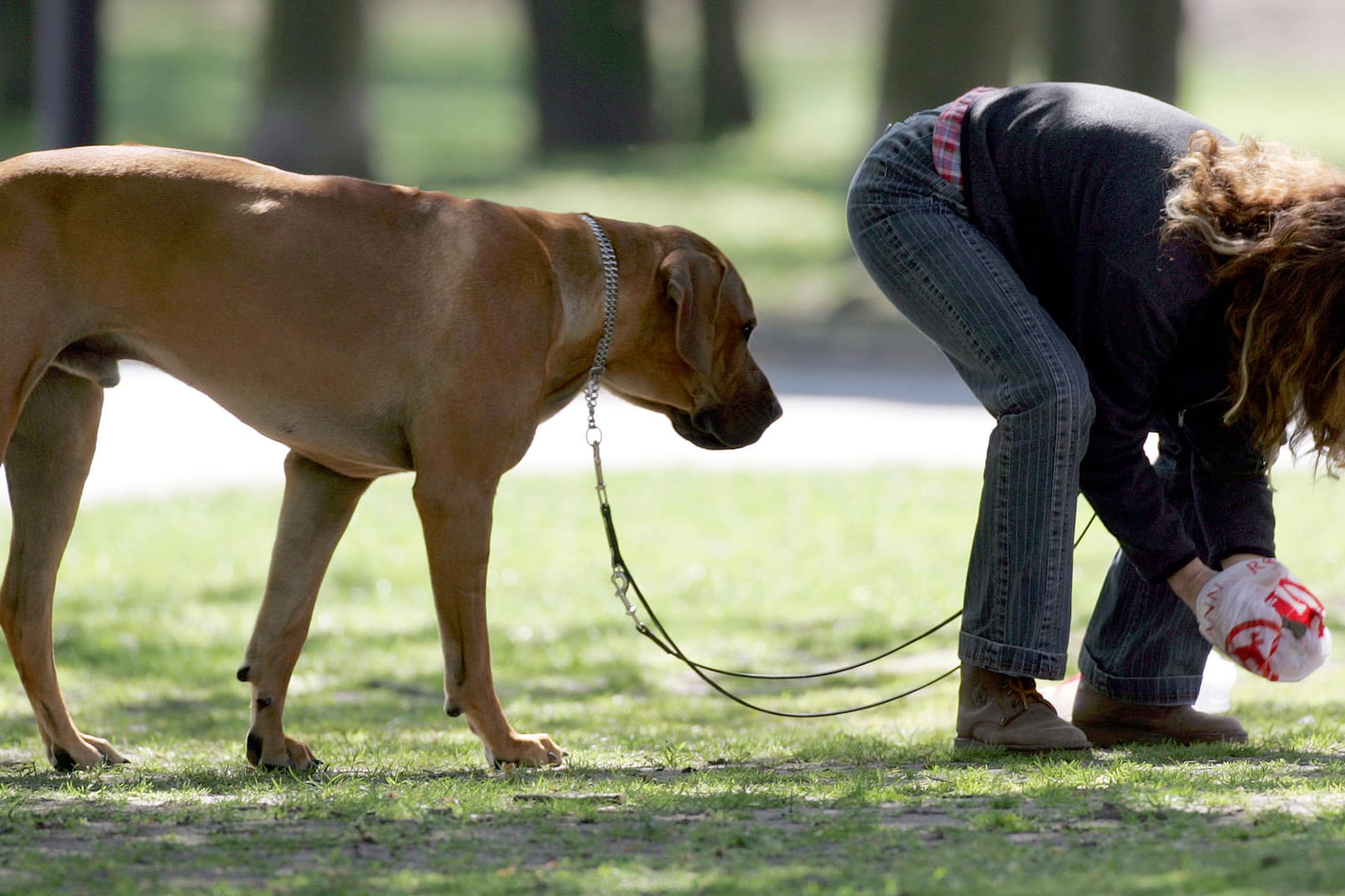 Hundekot: Eine DNA-Datenbank soll Besitzer zum Einsammeln des Unrats animieren.